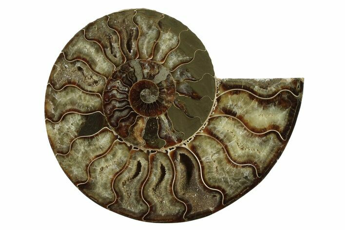 Cut & Polished Ammonite Fossil (Half) - Madagascar #341210